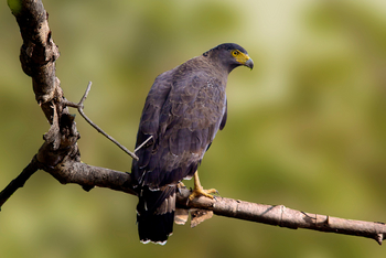Asiatic Lion Lodge Asiatic Lion Lodge: Crested Serpent Eagle