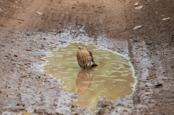 Asiatic Lion Lodge Asiatic Lion Lodge: Shikra