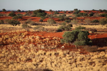 Bagatelle Kalahari Game Ranch: Springböcke im Dünental