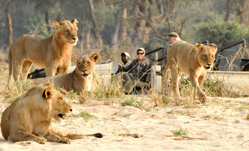 Old Mondoro Camp: Löwenfamilie