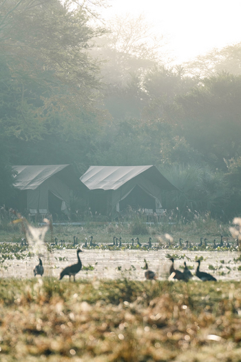 Chicari Camp: Vögel vor den Gästezelten