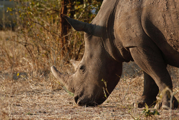 Chundukwa River Lodge: Nashorn