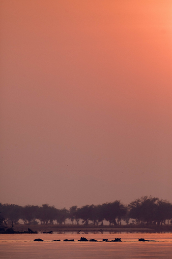 Classic Zambia Safaris Classic Zambia Safaris: Hippos