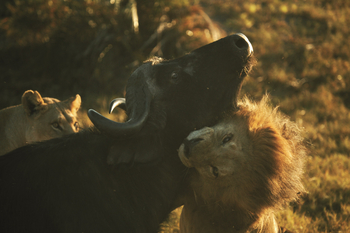 Duba Explorers Camp: Angriff auf Büffel