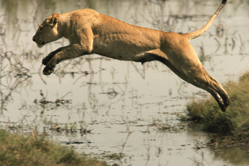 Duba Explorers Camp: Sprung übers Wasser