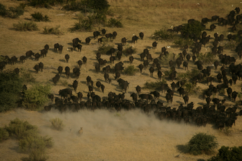 Duba Plains Camp: Ein Angriff hat begonnen