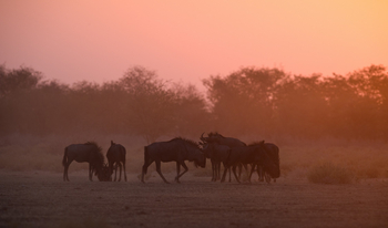 Etosha Heights Game Reserve: Tiere und Landschaft
