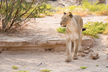 Hoanib Valley Camp Hoanib Valley Camp: Junger Löwe