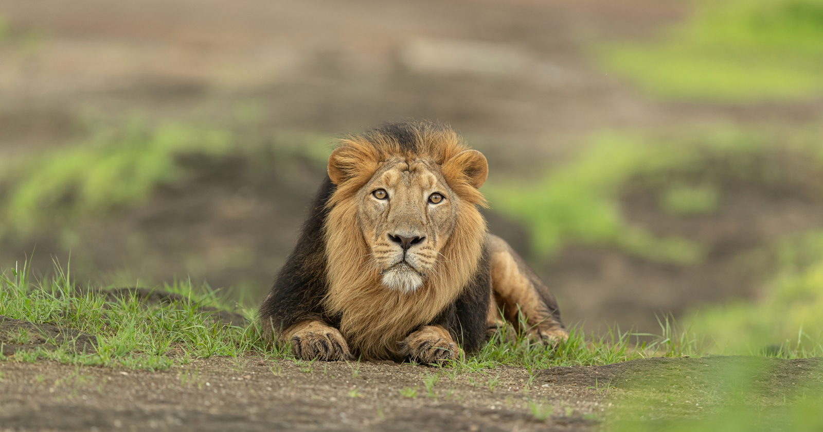 Aramness Aramness: Löwenblick