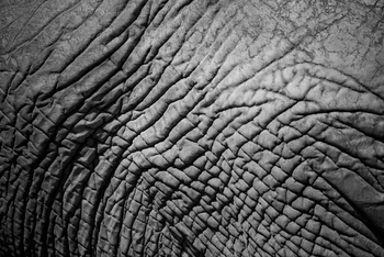 Ikuka Safari Camp: Elefantenhaut