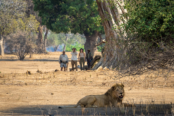 John's Camp John's Camp: Löwe
