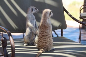 Kalahari Red Dunes Lodge: Erdmännchen im Camp