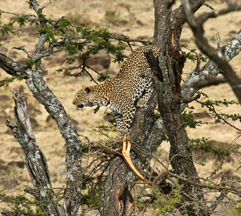 Karen Blixen Camp: Leopard