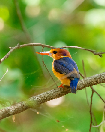 King Lewanika Lodge: Natalzwergfischer