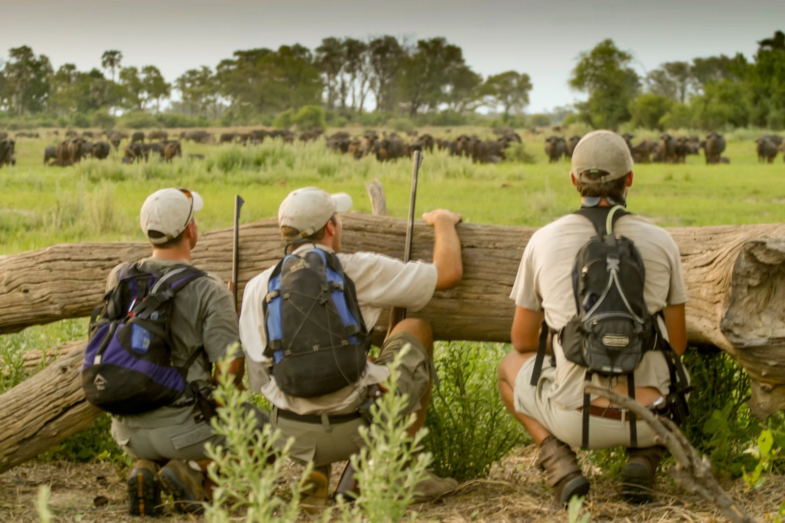 Kwapa Camp Kwapa Camp: Beobachtung einer Büffelherde
