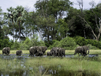 Kwetsani Camp: Elefanten auf der Flutebene