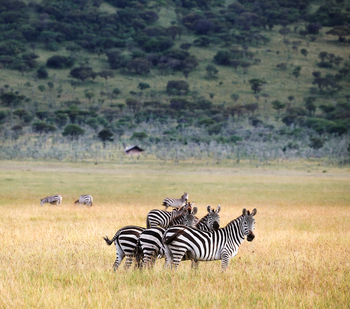 Laba Migration Camp: Zebras im Grünen