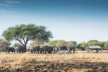 Little Chem Chem: Zebras und Elefanten vor dem Camp