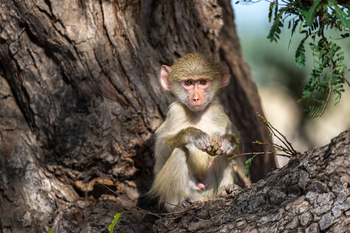 Luangwa River Camp: .