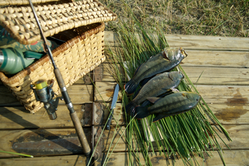 Macatoo Camp: Tilapia
