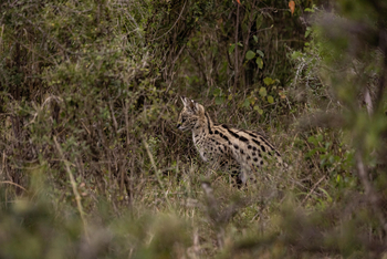 Mahali Mzuri: Serval