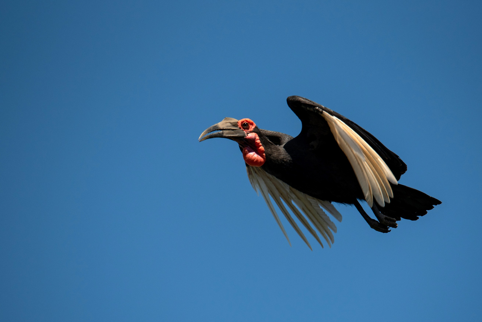 Mana River Camp Mana River Camp: Ground Hornbill in Flight