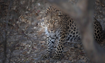 Musekese Camp Musekese Camp: Leopard