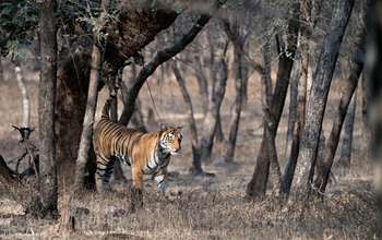 Nahargarh: Tiger setzt Markierung
