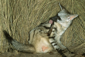 Okonjima Plains Camp: Erdwolf bei der Körperpflege