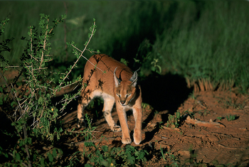 Okonjima Plains Camp: Karakal