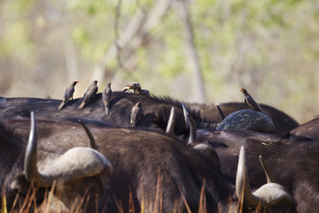 Okuti Camp: Oxpecker