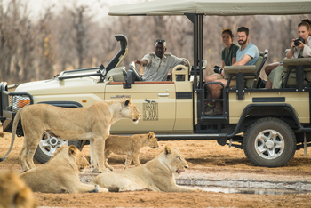 Savute Safari Lodge: Game Drive - Ruhende Löwen