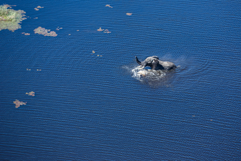 Selinda Explorers Camp Selinda Explorers Camp: Elefant in einer Lagune