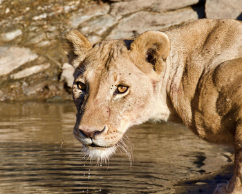 Sentinel Mara Camp: Löwin am Wasser