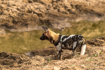 Shenton Safaris Shenton Safaris: Wild Dog Lagoon Hide