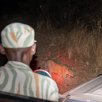 Tafika Camp: Leopard beim Night Drive