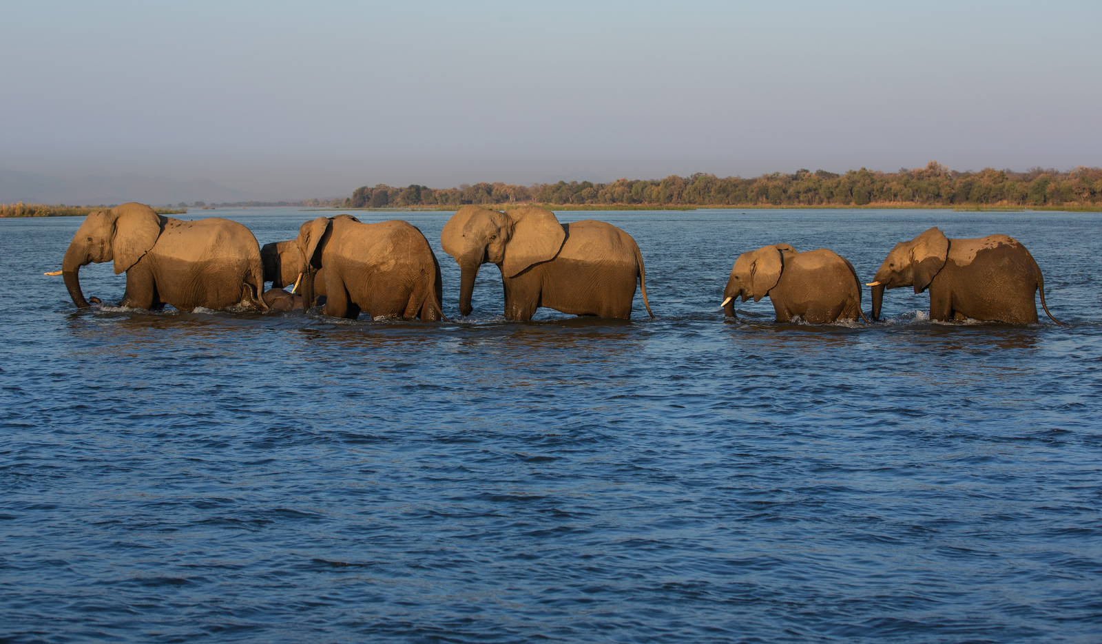 Tembo Plains Camp Tembo Plains Camp: Elefantenherde Wasser