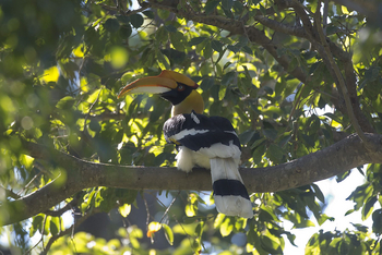 Vanghat: Great Hornbill