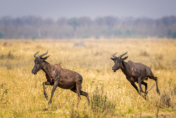 Mokete Camp: Leierantilopen