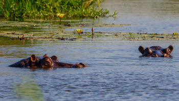 Xaoo Safari Camp: Hippos