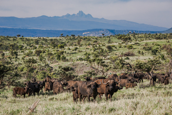 Borana Lodge Borana Lodge: Büffelherde in grüner Landschaft