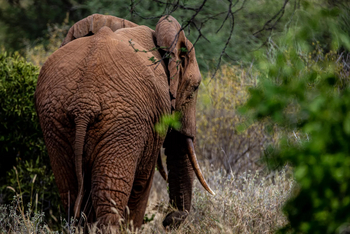 Campi ya Kanzi: Elefant