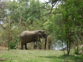 Chundukwa River Lodge: Elefant mit Baby