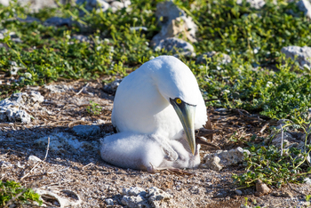 Cosmoledo Eco Camp: Maskentölpel mit Küken