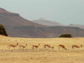 Doro Nawas Doro Nawas: Springböcke