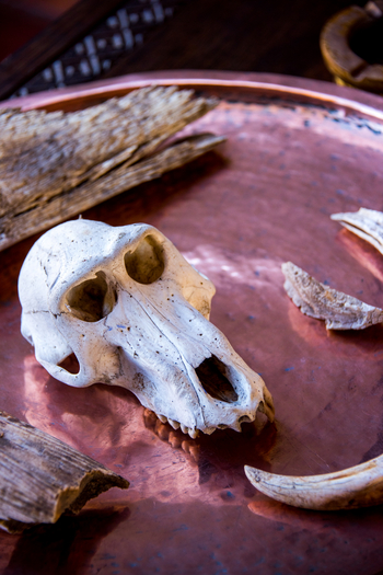 Duke's Camp: Pavianschädel