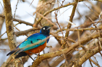 Finch Hatton's Lodge Finch Hatton's Lodge: Superb Starling