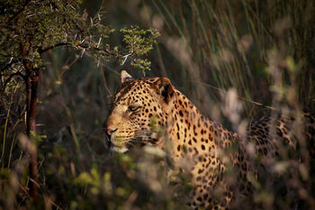 Jamala Madikwe: Leopard liegt im Schatten auf Grasland