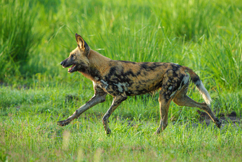 Karangoma Camp: Lycaon Pictus