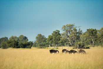 Karangoma Camp: Strauße
